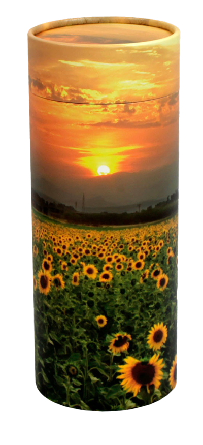 scattering tube sunflowers